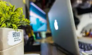 Planta decorativa em primeiro plano com um portátil aberto num ambiente de trabalho.